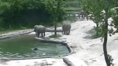 Viral Video: Elephants Rescue A Drowning Calf In A Pool At Seoul Zoo; Watch Heartwarming Video!