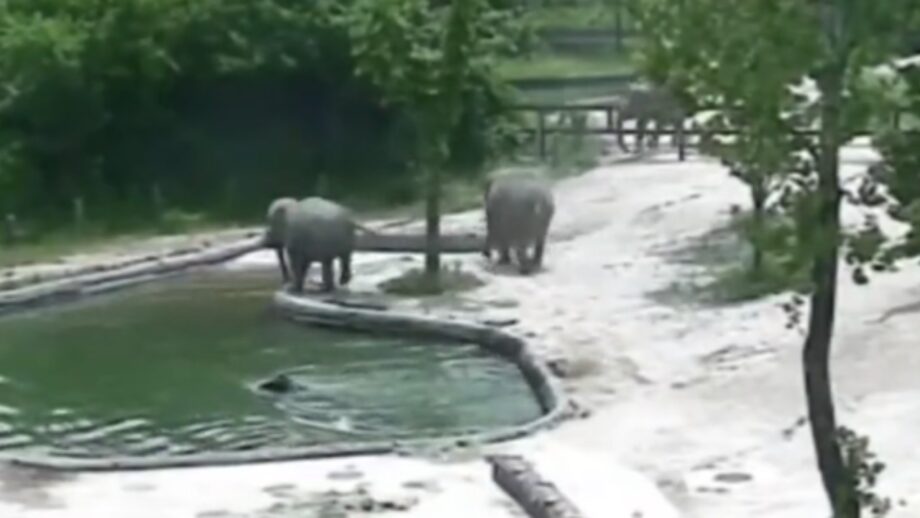 Viral Video: Elephants Rescue A Drowning Calf In A Pool At Seoul Zoo; Watch Heartwarming Video! 771930
