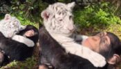 Viral Video: This Pure Bond Between White Tiger And Chimpanzee Melts Netizens Hearts