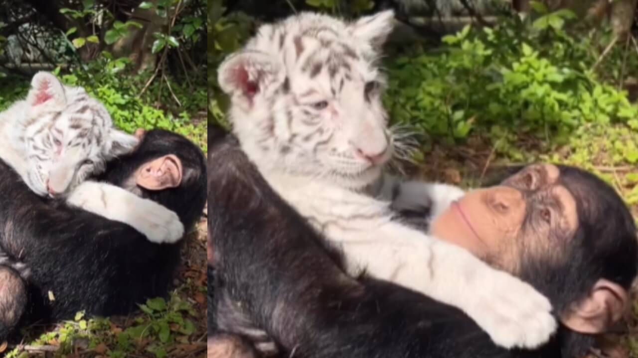 Viral Video: This Pure Bond Between White Tiger And Chimpanzee Melts Netizens Hearts 777655