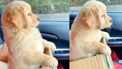 Viral Video: This Video Of A Puppy Coming Out Of Carton-Box Will Make Your Day