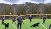 Viral Video: A Dog Enjoys Playing Volleyball With Humans Like A Pro, Impresses The Netizens