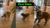 Viral Video: A Dog Starts Dancing While He Sees Food; Netizens In Hysterics