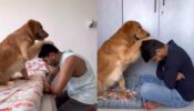 Viral Video: A Pet Golden Retriever Giving ‘Aashirwad’ To Its Human, Watch!