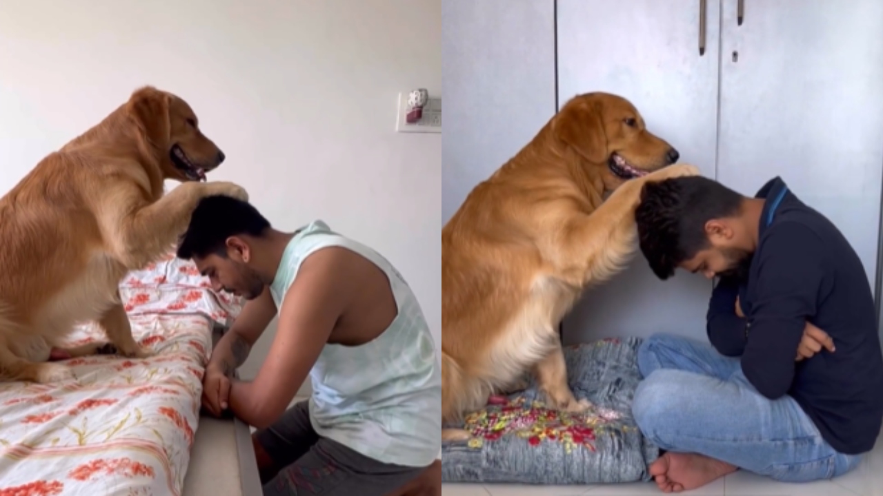 Viral Video: A Pet Golden Retriever Giving 'Aashirwad' To Its Human, Watch! 780891