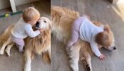 Viral Video: A Toddler Cuddling A Golden Retriever Will Definitely Make You Smile, Watch!