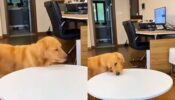 Viral Video: ‘Clever Dog’ Golden Retriever Deceives Owner Into Thinking He Hasn’t Eaten Treat