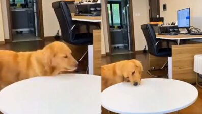 Viral Video: ‘Clever Dog’ Golden Retriever Deceives Owner Into Thinking He Hasn’t Eaten Treat