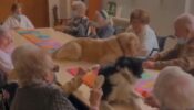 Viral Video: Dogs Bring Some Smile On Elderly People; Internet Is In Love!