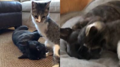 Viral Video: This Cat And Dog’s Fight Is The Cutest On the Internet