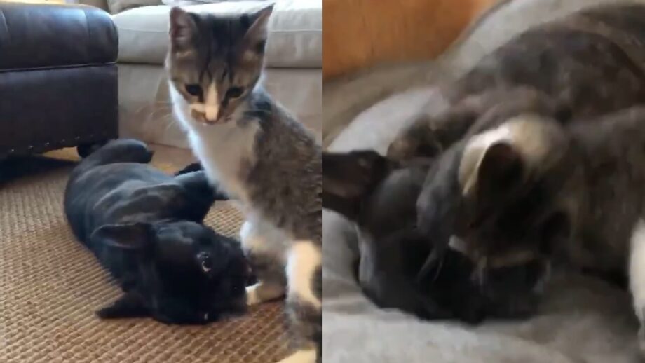 Viral Video: This Cat And Dog's Fight Is The Cutest On the Internet 790632