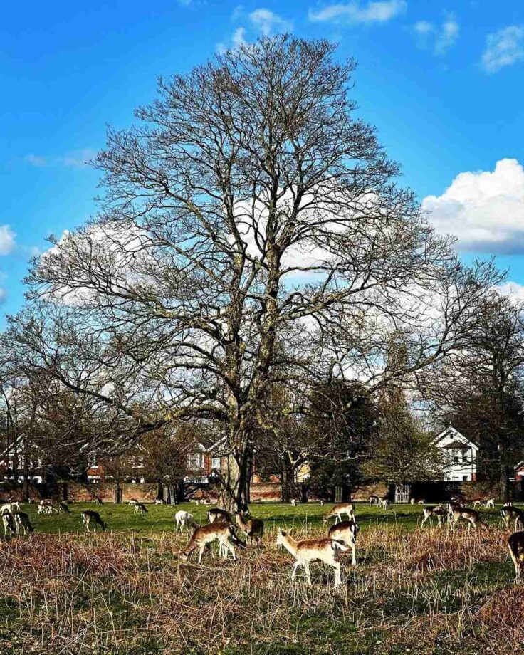 London Diaries: Sonakshi Sinha's Day Out With Nature And Pups; See Pics 795354