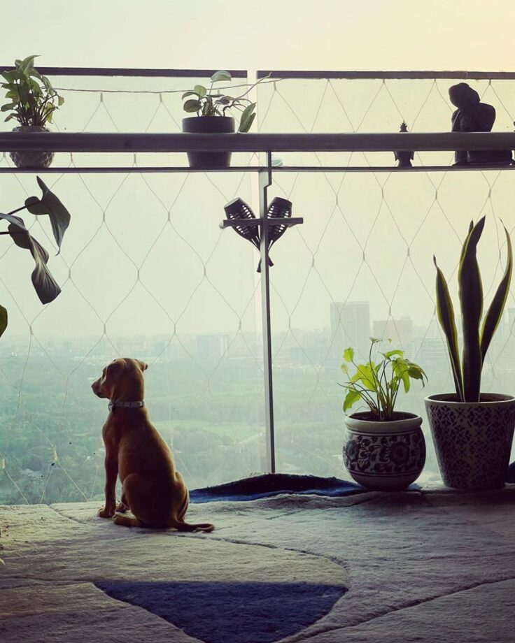 My handsome, little, green-eyed…: Jennifer Winget introduces a new family member - 0