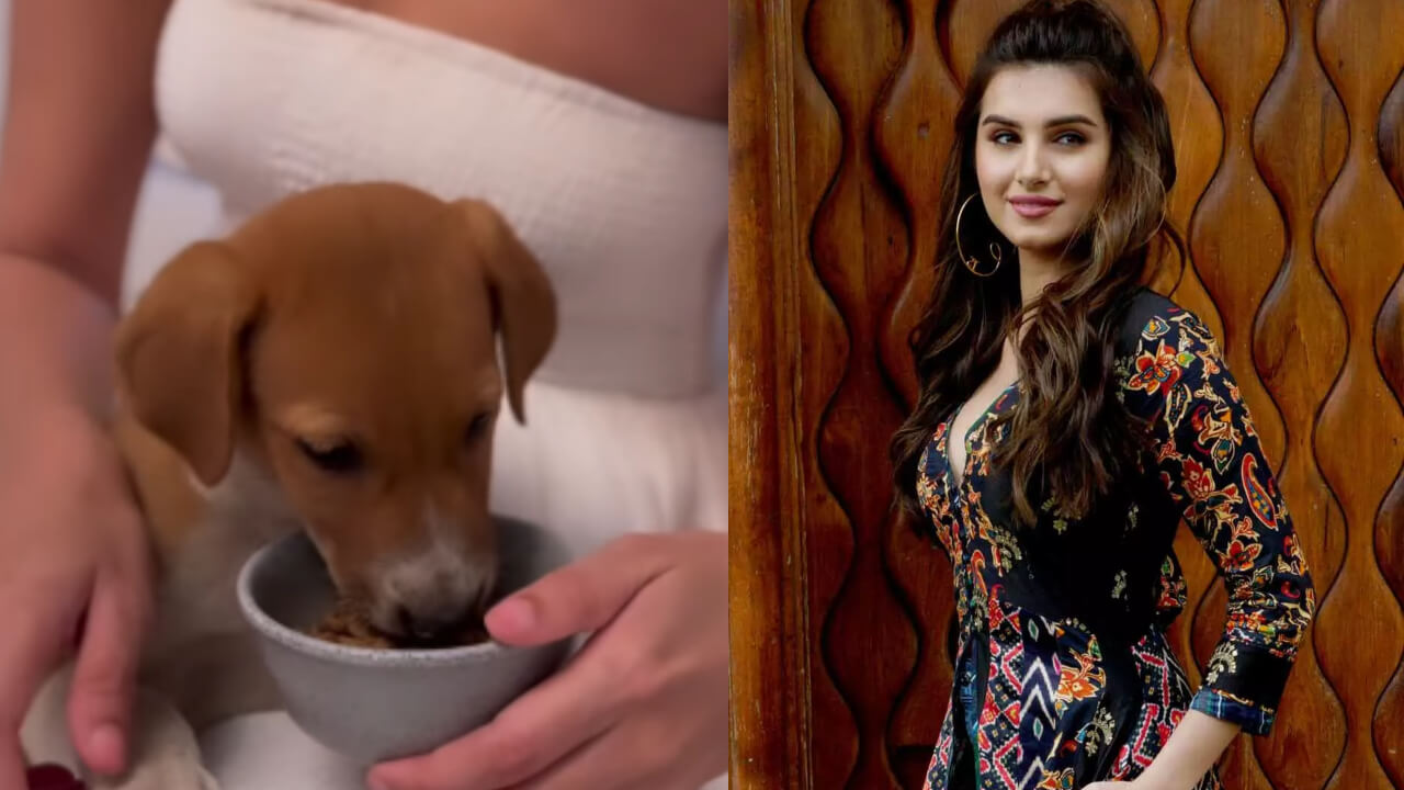 Tara Sutaria Feeds A Stray Dog, Wins Hearts Online 805099