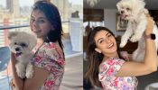 Hansika Motwani’s pawsome moment is the next sweetest thing to witness on internet