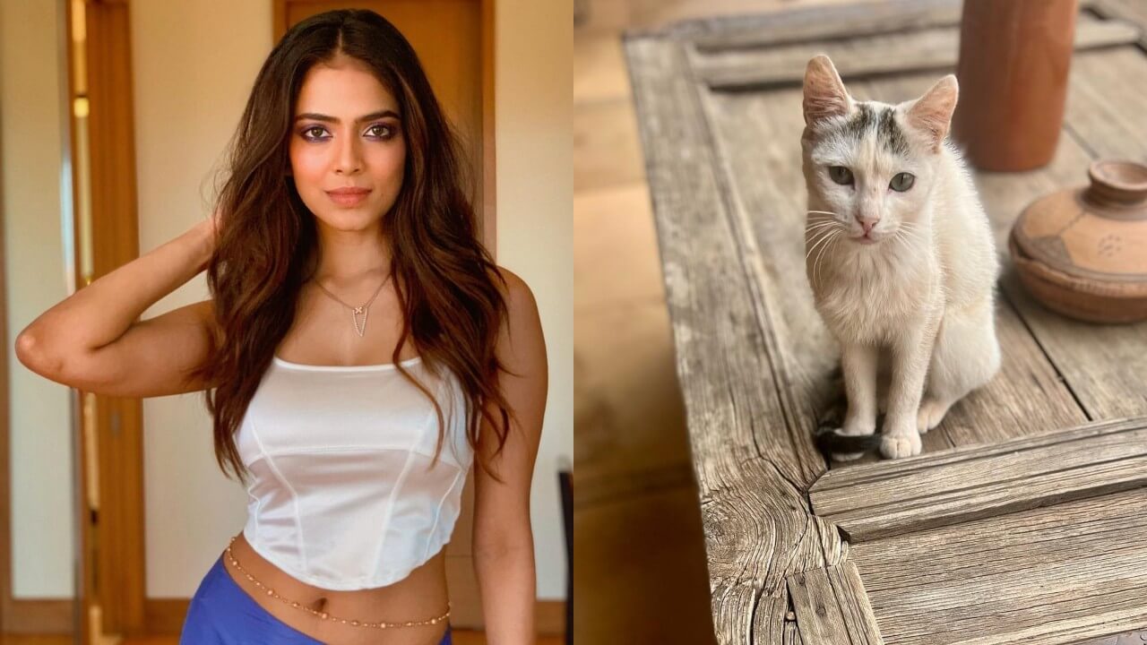 Malavika Mohanan is obsessed with cats, here's why 813370