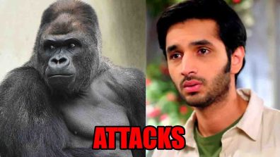 Meet spoiler: Gorilla attacks Shlok