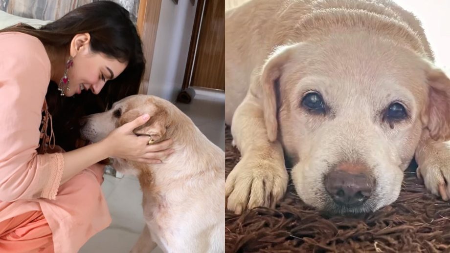 Hansika Motwani Pens Emotional Note For Pet Dog Says, 'Hardest Goodbye' 862289