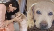 Hansika Motwani pens a heartfelt birthday wish for her late pet dog “Bruzo”